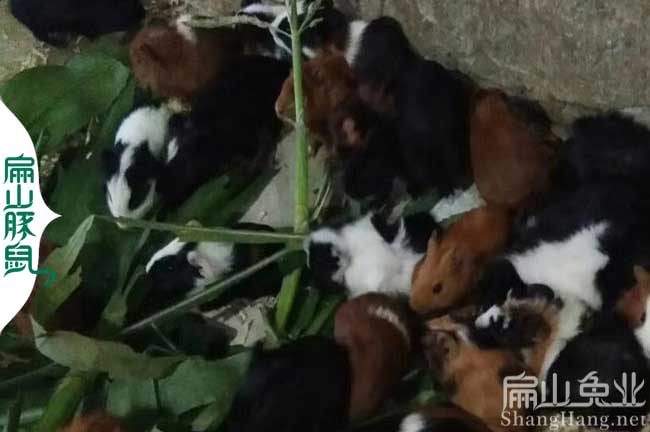 福建彩豚養殖