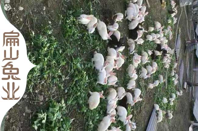 雲南散養竹鼠
