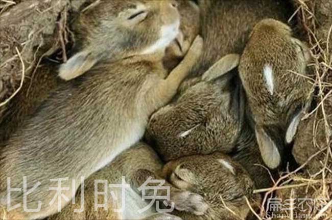 鬱南比利時種苗
