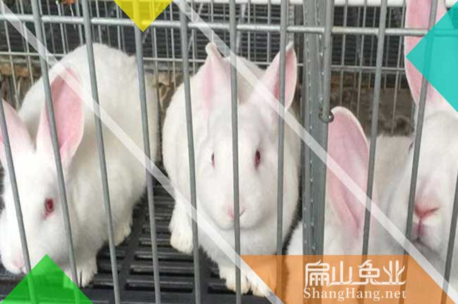 雲城大（dà）白兔批發