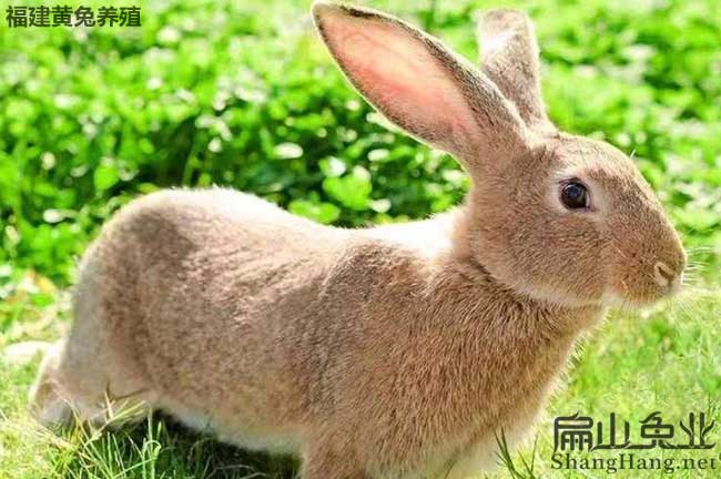 韶關黃兔批發(fā) 韶關黃兔批發(fā)