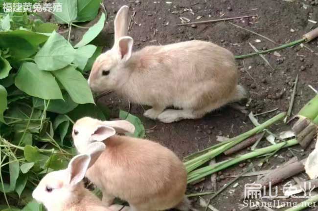 潮州黃兔養(yǎng)殖 潮州黃兔養殖
