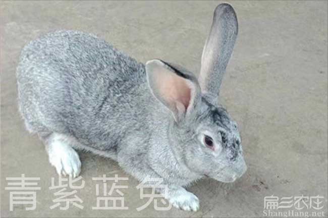廣東青紫（zǐ）藍兔