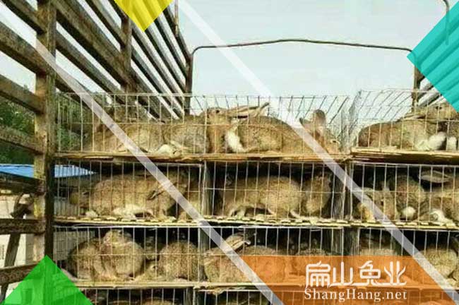 莆田比利時兔養（yǎng）殖（zhí）