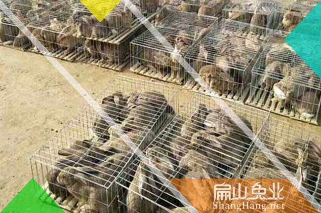 鷹潭比利時（shí）種兔