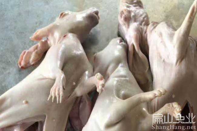 廣東竹鼠現殺