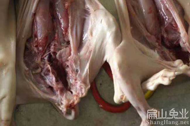 南平肉兔養殖技術