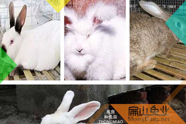 詔安竹鼠養殖