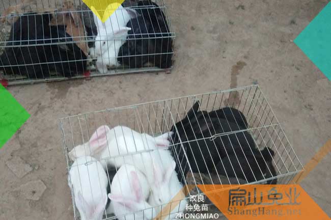 泉州商品兔批發