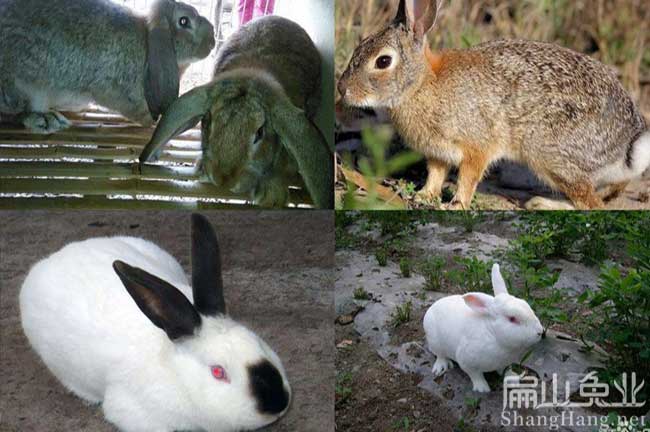 泉州竹鼠養殖班