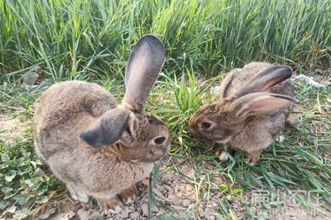 漳州恢毛兔養殖