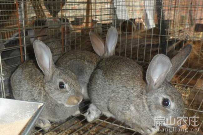 遂川野兔種苗