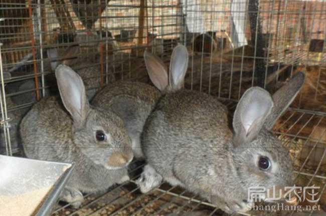 漳州恢兔種苗批發