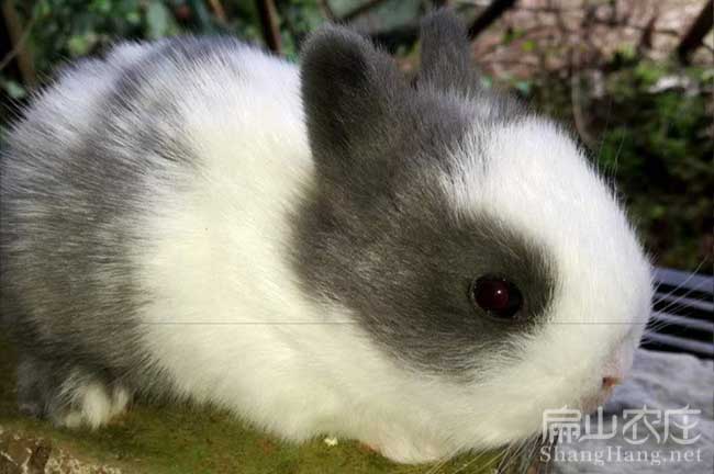 安遠竹鼠（shǔ）養殖