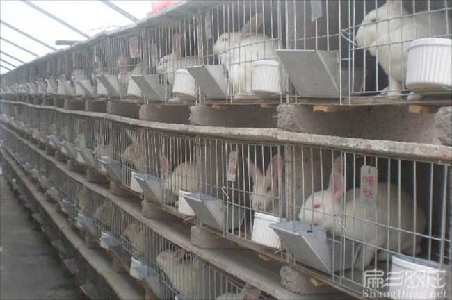 福建（jiàn）種兔養殖