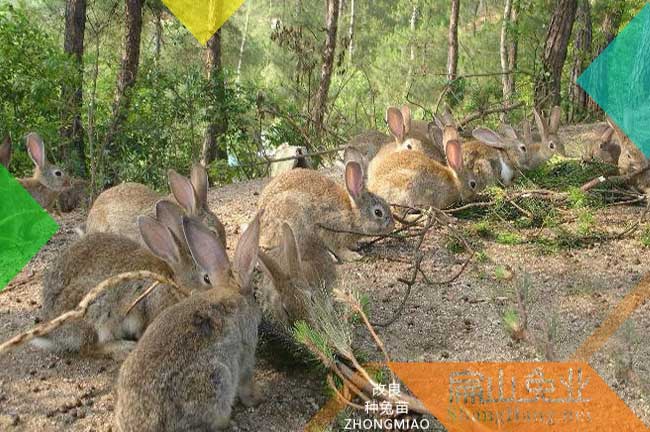野兔基地 廣東陽江的散養比利時兔揭陽黃兔苗批（pī）發1組1公8母