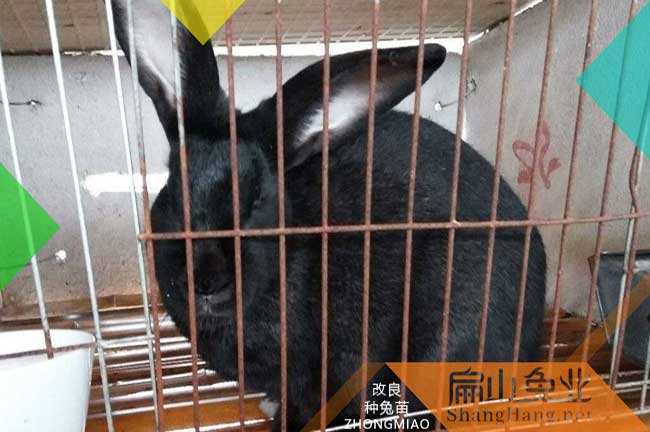 梅縣種兔批（pī）發