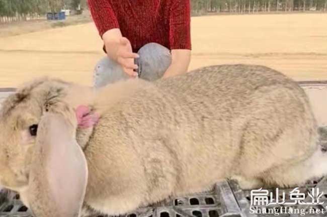 廣東公羊兔批發