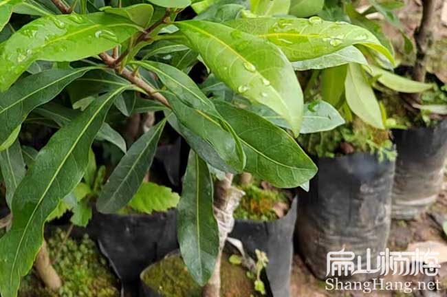 永州小杯楊（yáng）梅苗