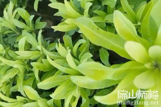  中山大黑（hēi）炭楊梅苗（miáo）