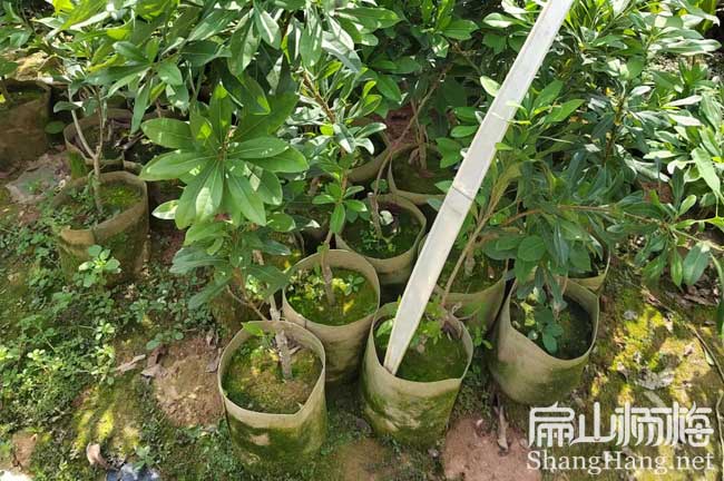 河北地徑1公分水晶楊梅杯苗 河北地(dì)徑1公分水晶楊梅杯苗(miáo)