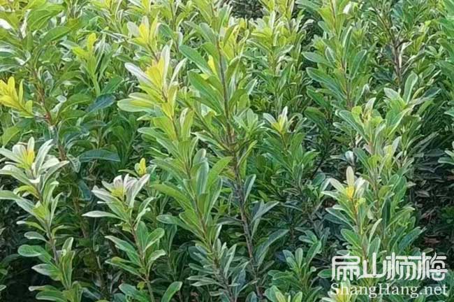 河(hé)北楊梅(méi)種植 河北(běi)楊梅種植