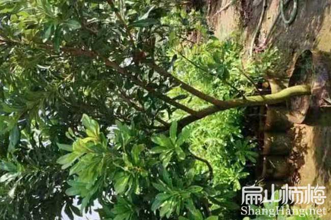滄州楊梅苗批發 滄州楊梅回收銷路 收購價格效益前（qián）景價格（gé）9元