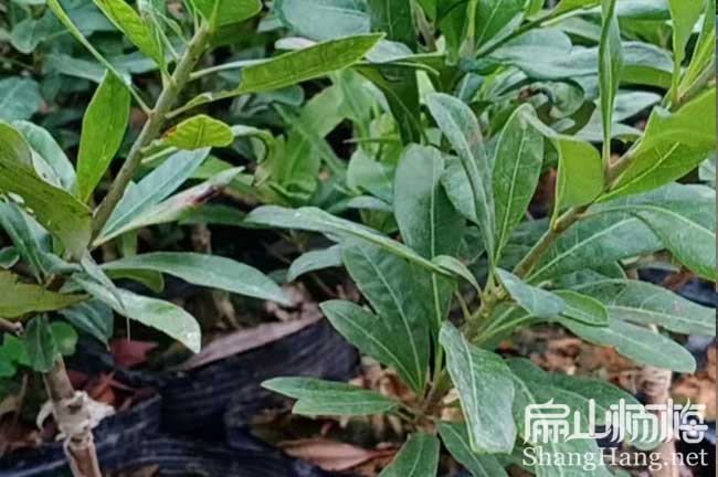 西安1年（nián）楊梅（méi）苗批發