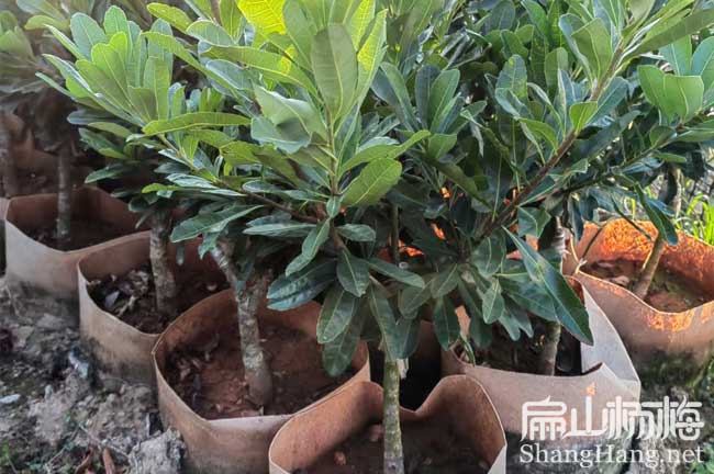 廣（guǎng）元地徑2公分楊梅杯苗