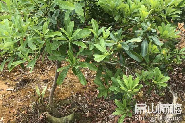 鎮江地徑2公分水晶楊（yáng）梅苗（miáo）
