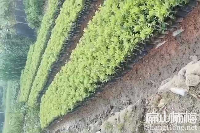 青海小杯苗（miáo）批發