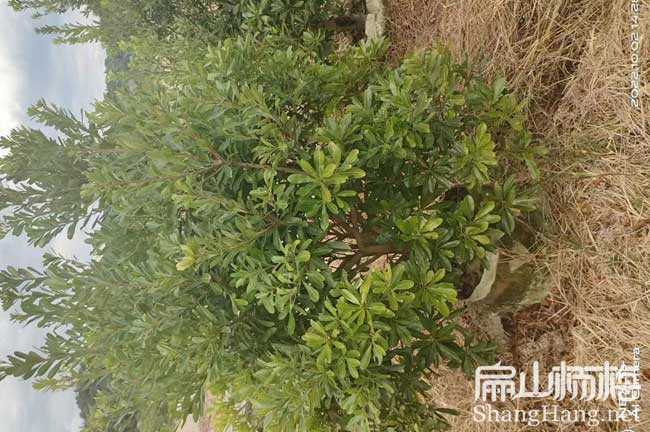 眉山3年楊梅大杯苗批（pī）發