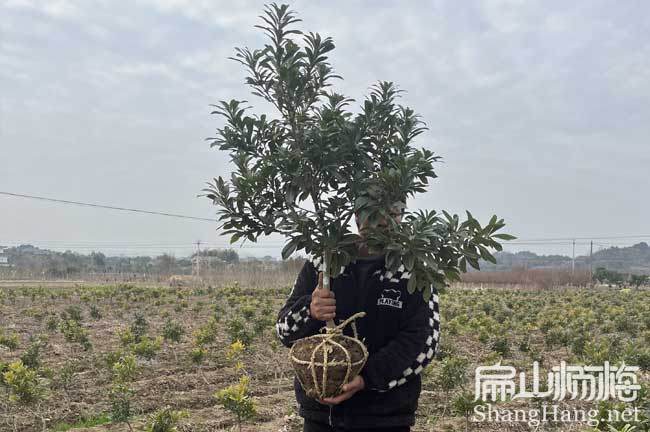 [賣梅縣大黑（hēi）炭楊梅苗] 梅州白沙黃岩楊梅苗培育批發基地3元/珠（zhū）