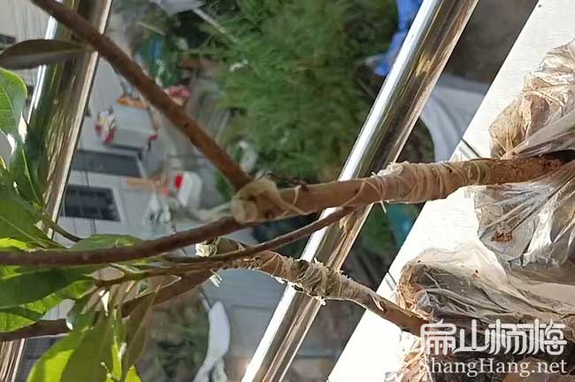 鷹（yīng）潭1年（nián）楊梅小杯苗