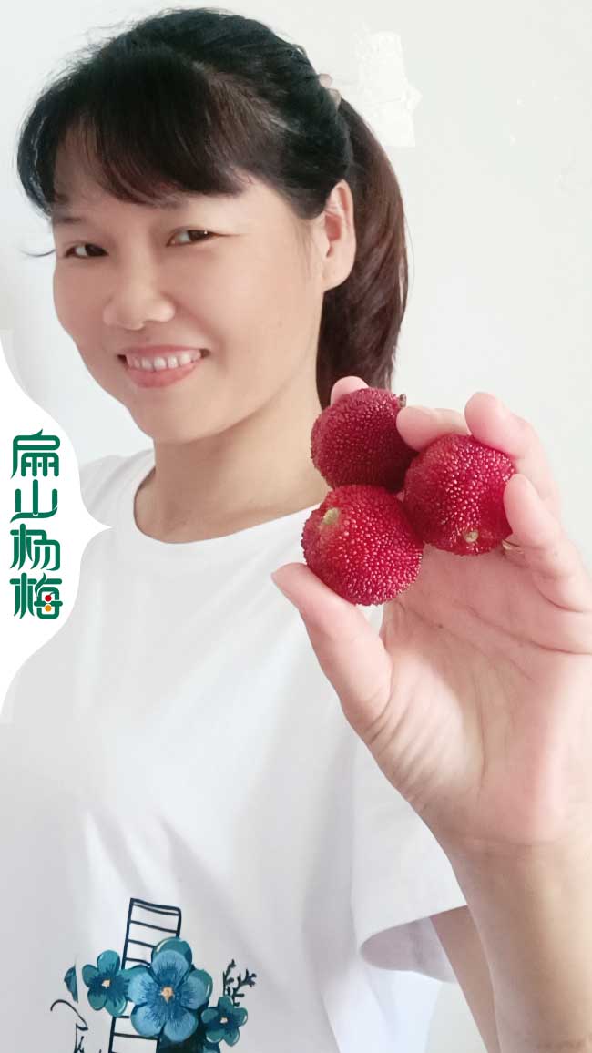 大梧州的金线莲种苗批发红花大果油茶东魁杨（yáng）梅苗种植基地9元