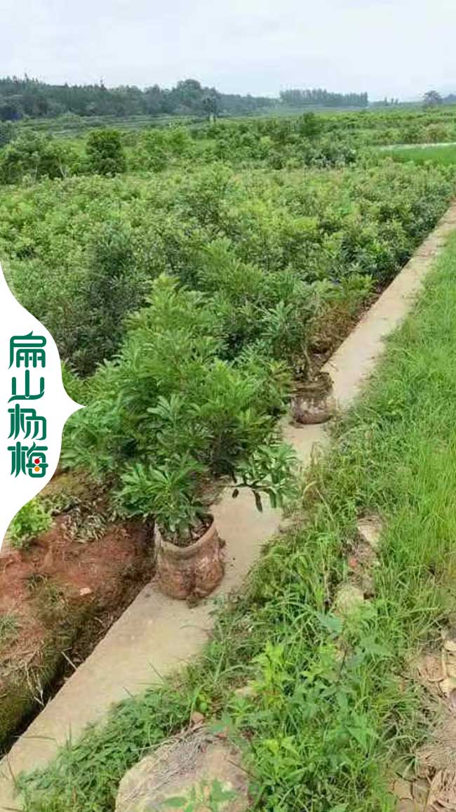 晚熟楊梅苗 遵（zūn）義嫁接楊梅苗批發 遵義東魁水晶黑（hēi）晶6元/珠