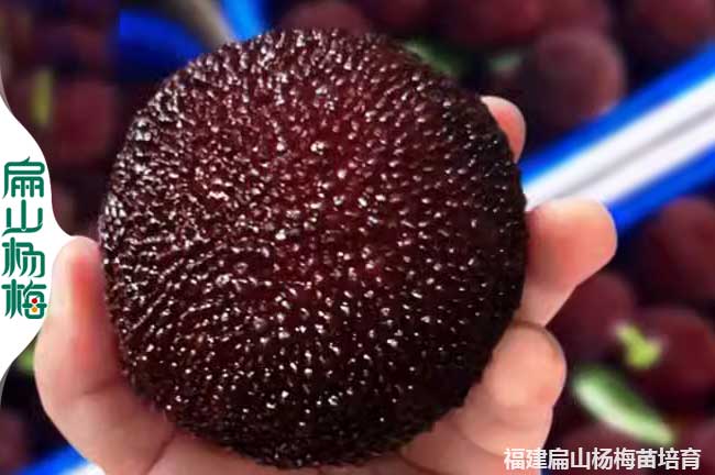 山西楊梅批發