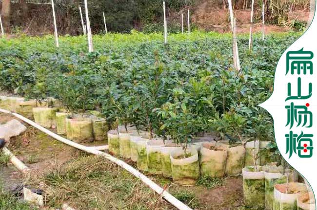吉首楊梅小杯苗批發(fā) 吉(jí)首楊(yáng)梅小杯(bēi)苗批發