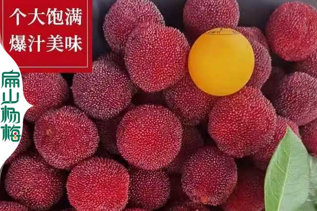 臨高楊梅(méi)回收 臨高楊(yáng)梅回(huí)收
