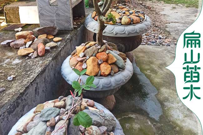 龍岩（yán）楊梅盆栽