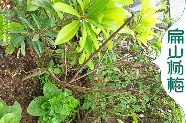 浙江3年楊梅（méi）苗批發