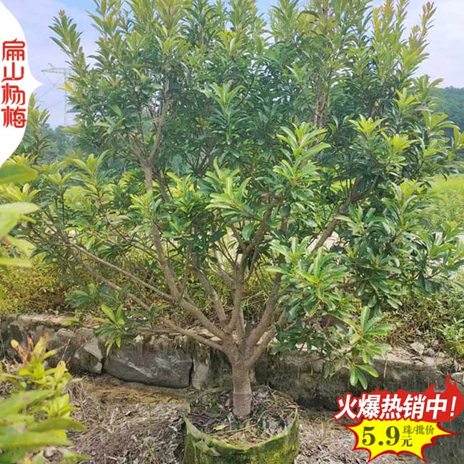 黑晶 肇慶烏酥黑高峰水晶楊梅小杯苗批發 地徑1-3CM 19元/顆