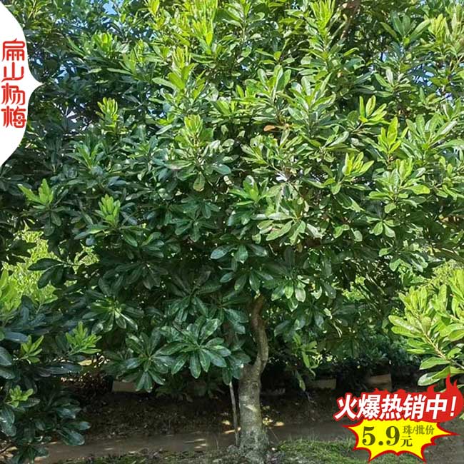 白沙(shā)楊(yáng)梅大杯苗(miáo)批(pī)發(fā) 白沙楊梅大杯苗批發