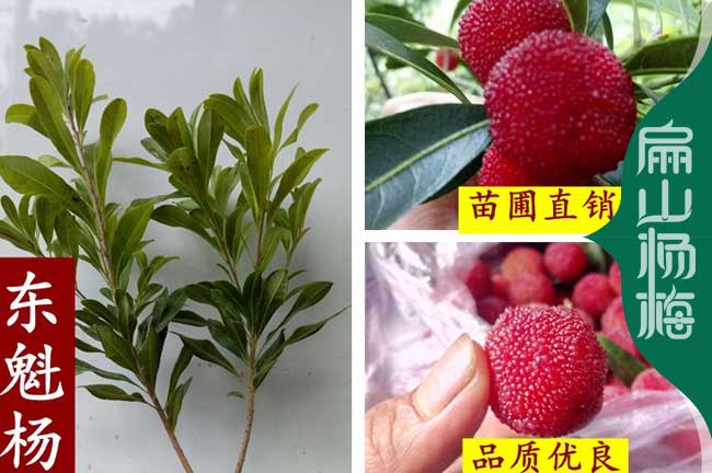 扁山東魁楊梅苗