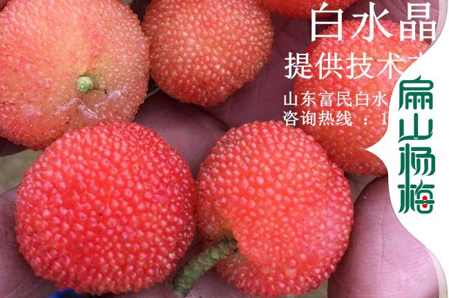 青海水晶楊梅批發（fā）