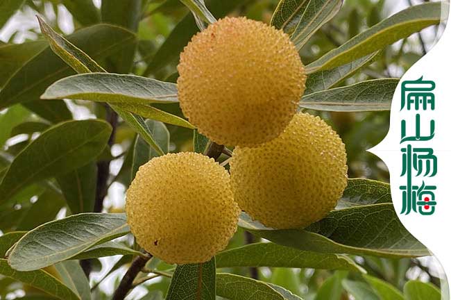 酒泉水晶楊（yáng）梅（méi）批發