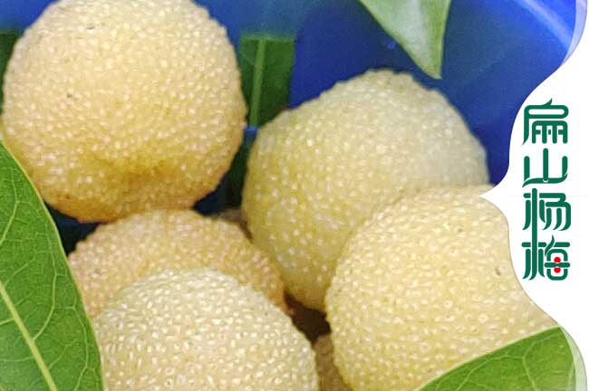 [2023-24賣楊梅苗]浙江金華楊梅苗批發 金華水晶東魁8元/珠