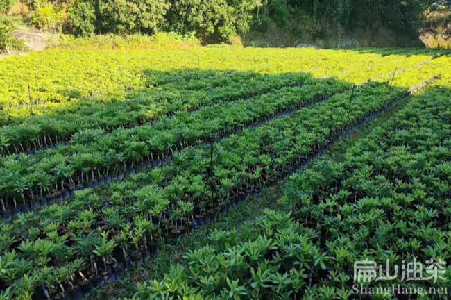 湘西油茶（chá）基地