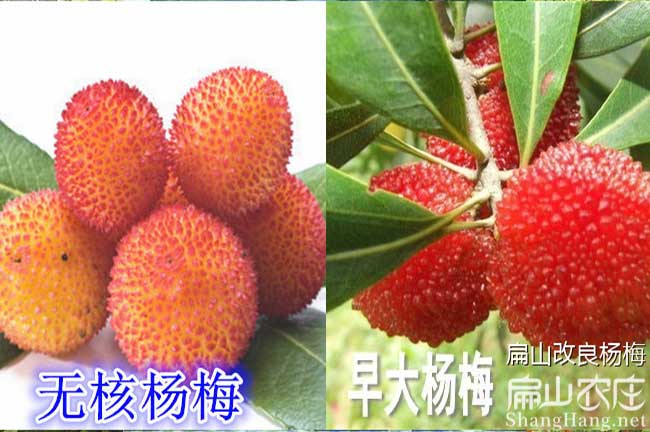 順昌楊梅批發