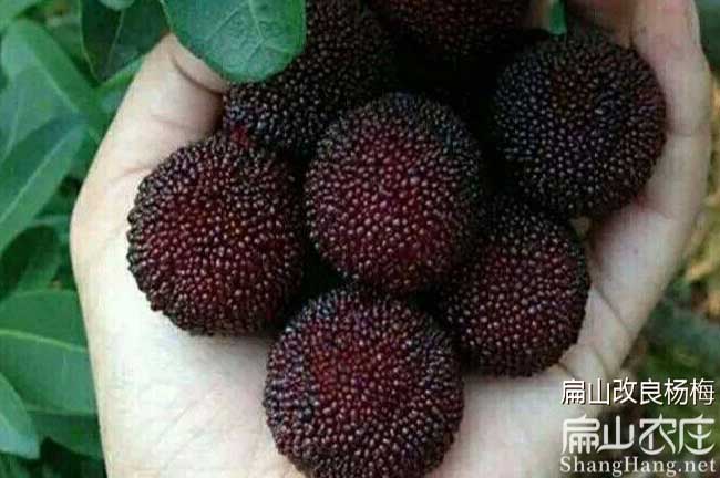 百色黑炭楊梅苗批發